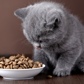Hrană uscată pentru pisicuțe