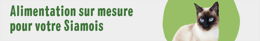 Croquettes pour chat Siamois