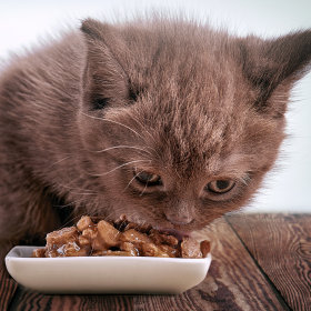 Hrană umedă pentru pisicuțe