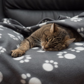 Одеялки для кошек