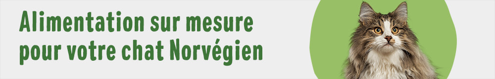 Croquettes et sachets pour chat Norvégien