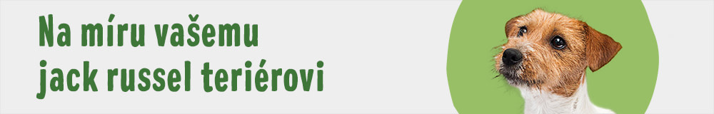 Jack Russell teriér