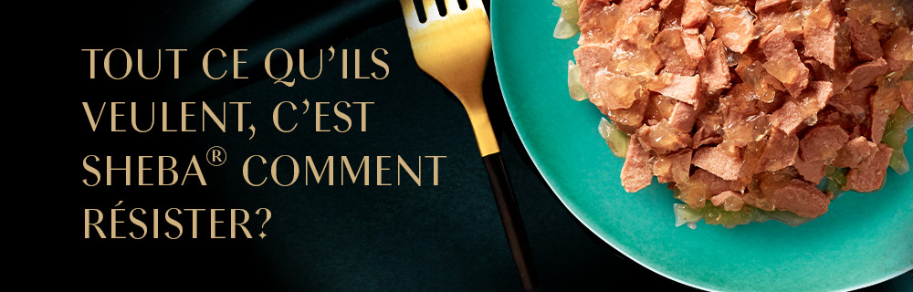 La Philosophie de Sheba