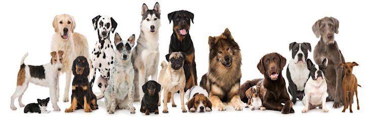 Especial razas de perro Especial razas de perro