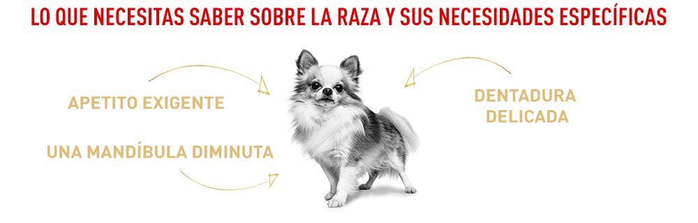 Royal Canin Chihuahua