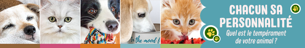 Quelle est le tempérament de votre chien ?