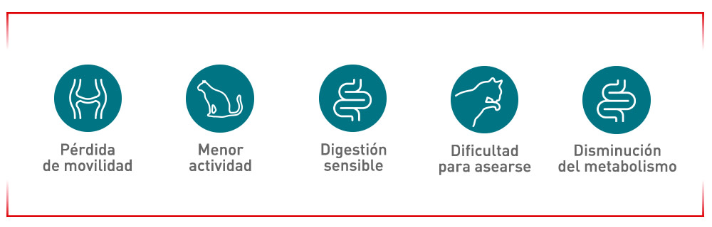 Los primeros signos a vigilar