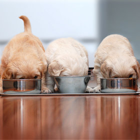 Puppy Food