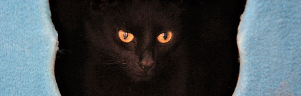 Kot Bonzo, podopieczny fundacji Przytul Kota