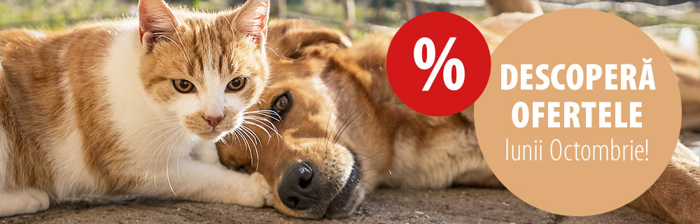 Descoperă ofertele lunii octombrie!