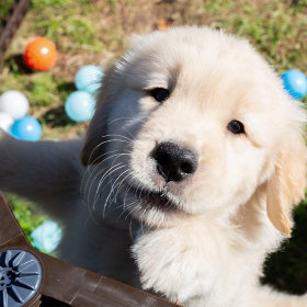 Transporte e viagem para cachorros