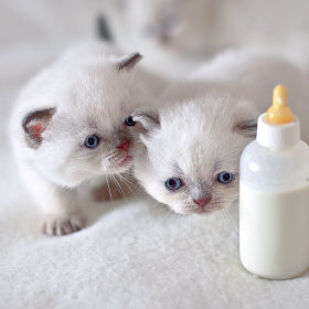 Lapte & suplimente alimentare pentru pisicuțe