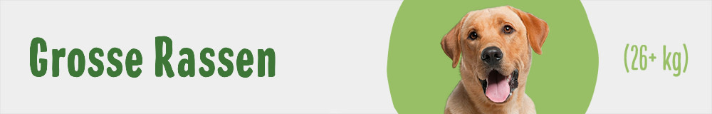 Grosse Rassen