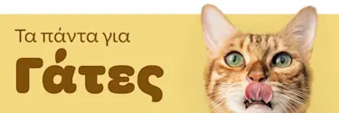 Τα πάντα για Γάτες