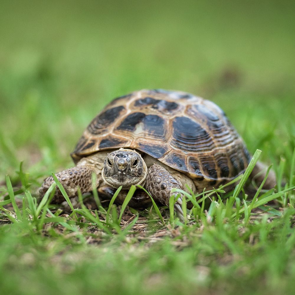 Turtle & Tortoise Food