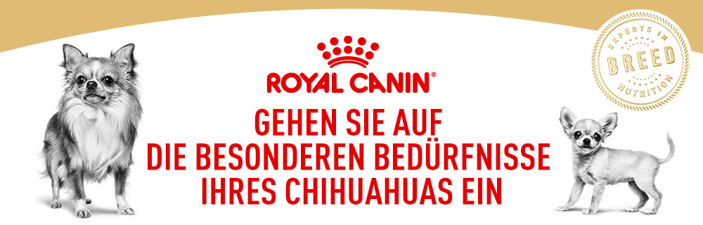 Chihuahua Box - jetzt sichern!