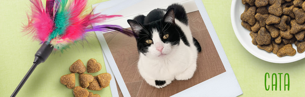 Cata cat