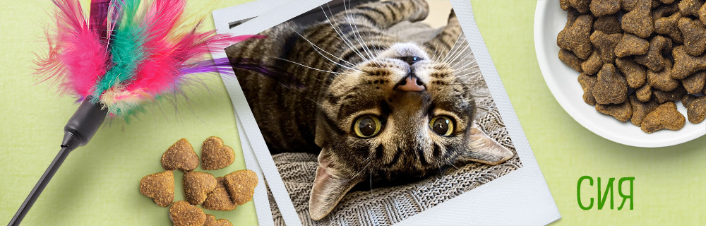 Сия - приказливата котка