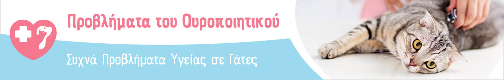 Μάθετε περισσότερα για τα προβλήματα υγείας στις γάτες