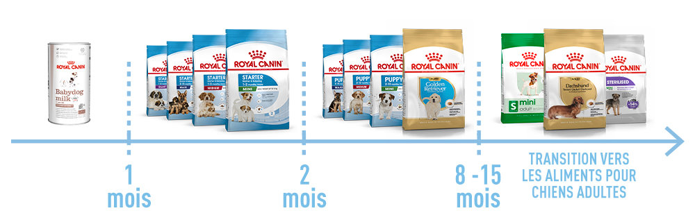 ÉTAPES DE CROISSANCE DU CHIOT