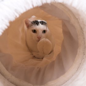 Tunele dla kota