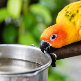 Accessoires pour cage à oiseaux