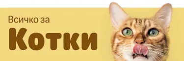 Всичко за Котки