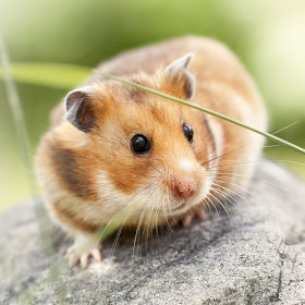 Hamster