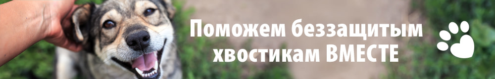 Защита животных в zoochic: мы помогаем четвероногим друзьям!