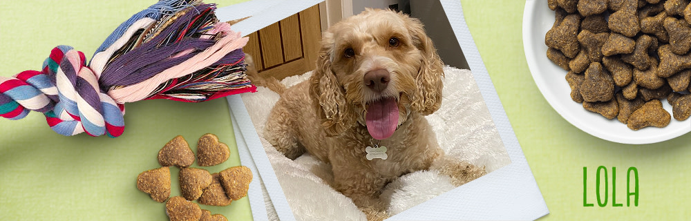 zooplusdogs-Lola banner