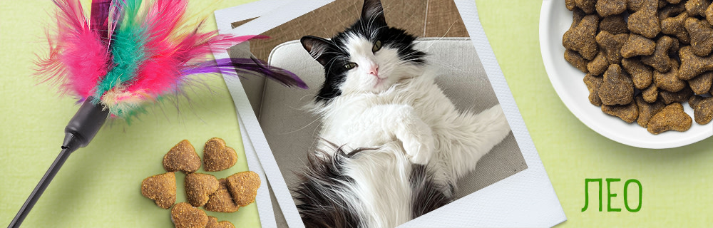 Лео - IT специалистът