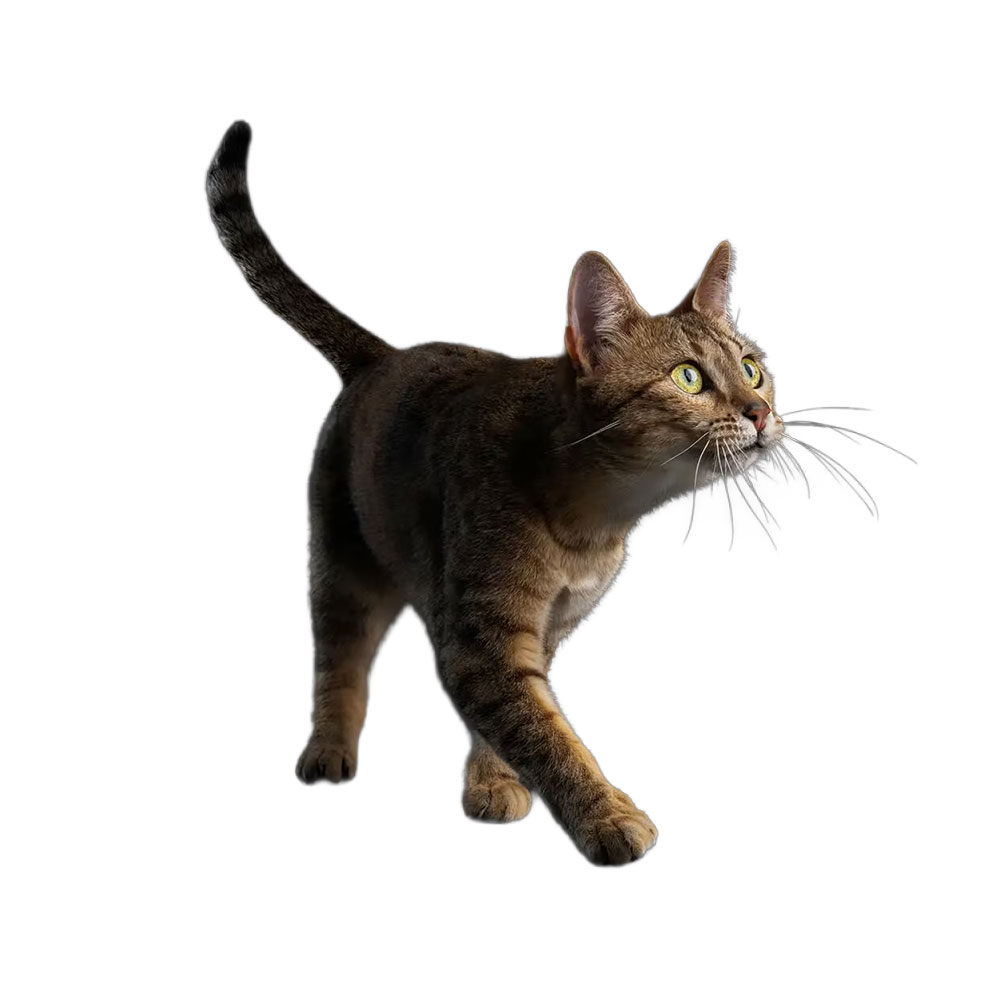 PRO PLAN pour chat