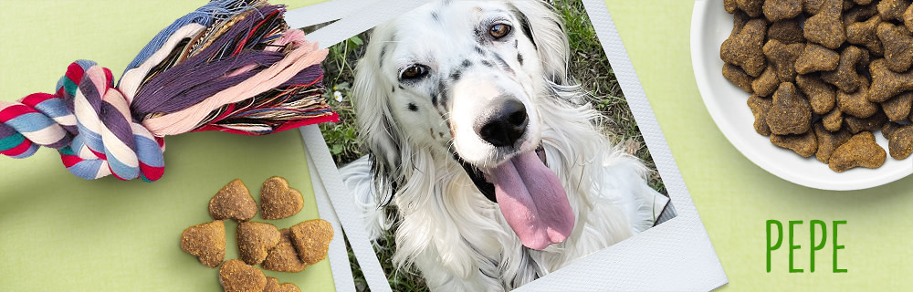 Pepe - náš italský fešák