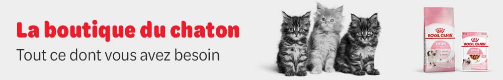 Accessoires pour chaton