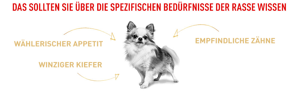Empfindlichkeiten des Chihuahuas