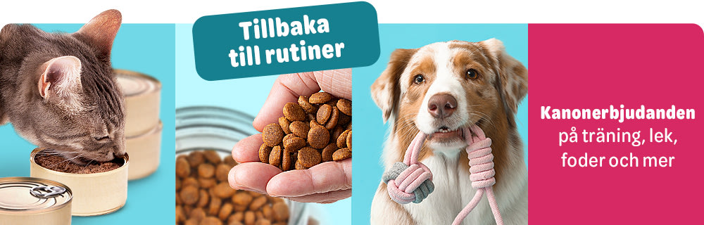 Tillbaka till Rutiner