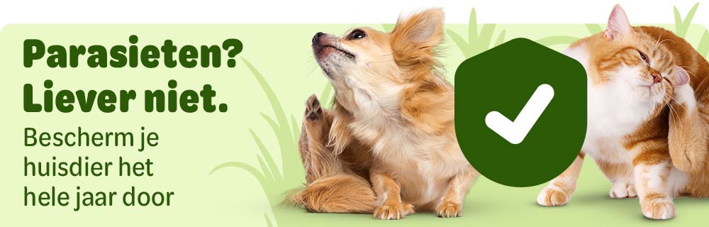 NL Local banner