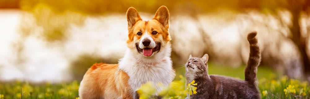 Chien & chat