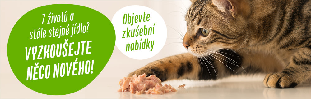 Zkušební týdny