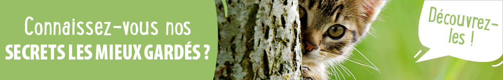 Découvrez nos secrets les mieux gardés pour chat !