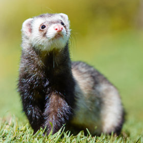 Ferret