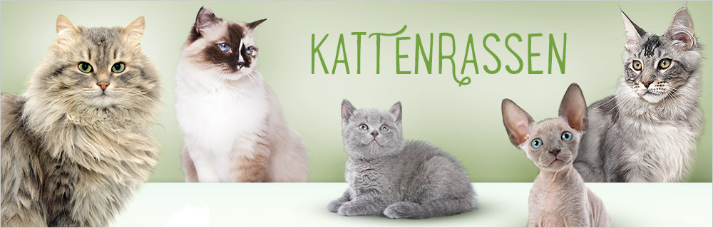 Kattenrassen