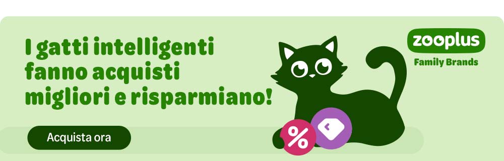 IT Your Choice OBF CAT Top Banner 1000x320