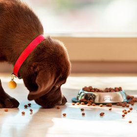 Croquettes pour chiot