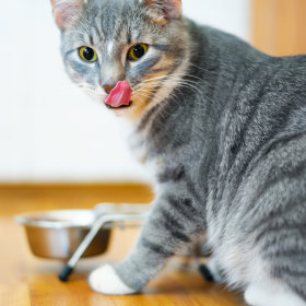 Cat Food, Treats & Litter