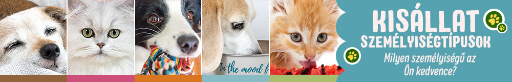 Kutya személyiségtípusok
