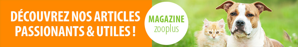 Découvrez maintenant des articles intéressants dans notre magazine zooplus !