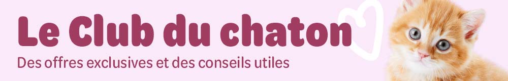 le club du chaton
