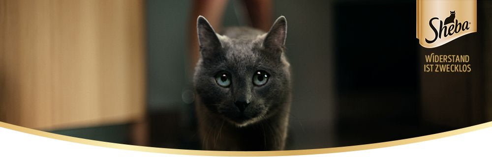 Sheba header