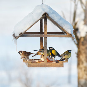 Vogelhäuser und Futterspender für Wildvögel